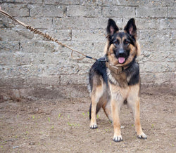 SHE-2102 K9 Bungee Leash