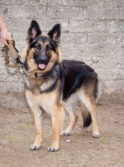 SHE-2102 K9 Bungee Leash